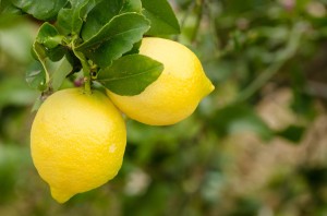 Ripe lemons | Baciami in Cucinq
